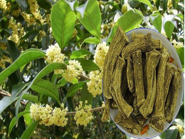 MỘC HƯƠNG - CÂY GIẢN DỊ