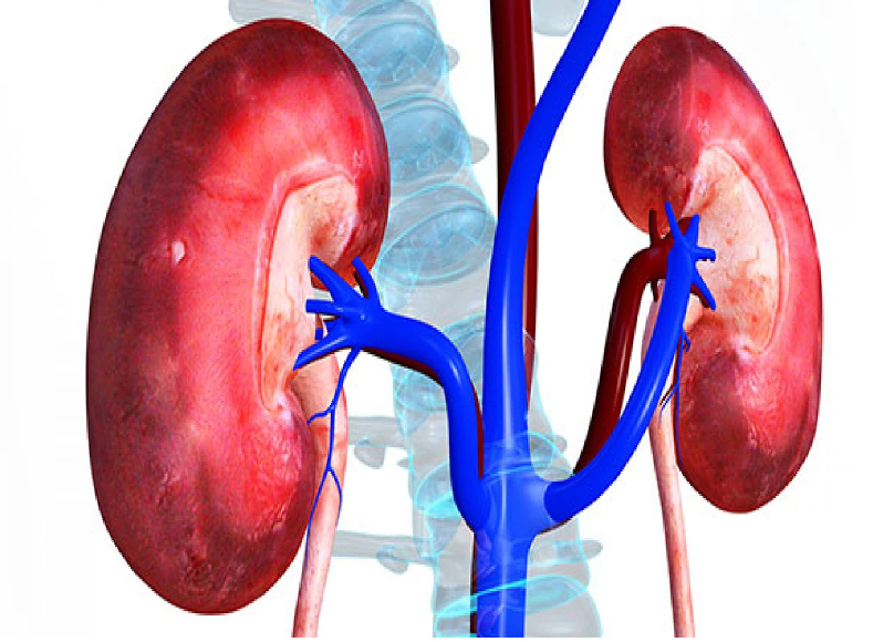 (Phần 2) TINH KHÍ CỦA THẬN ĐẦY ĐỦ MỚI CÓ THỂ TRƯỜNG THỌ 