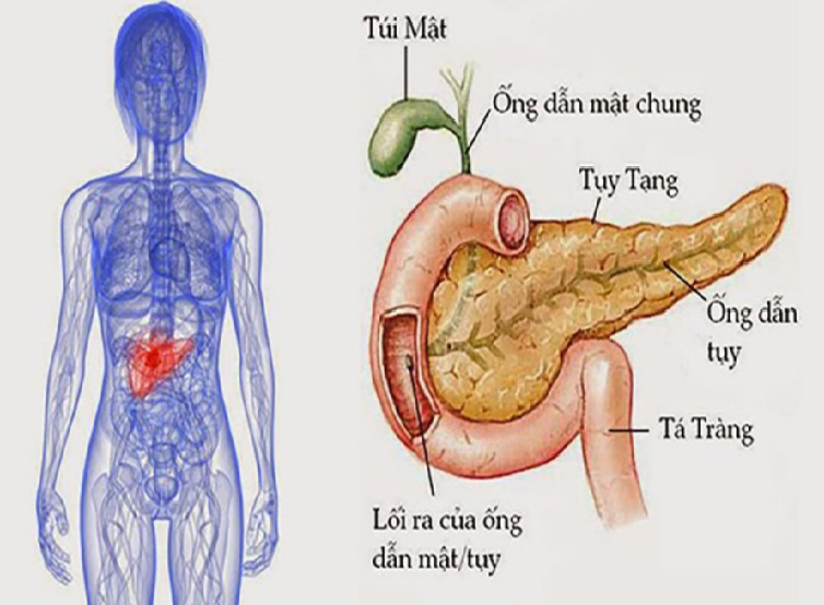 THẢI ĐỘC TỲ ĐƠN GIẢN DỄ ÁP DỤNG