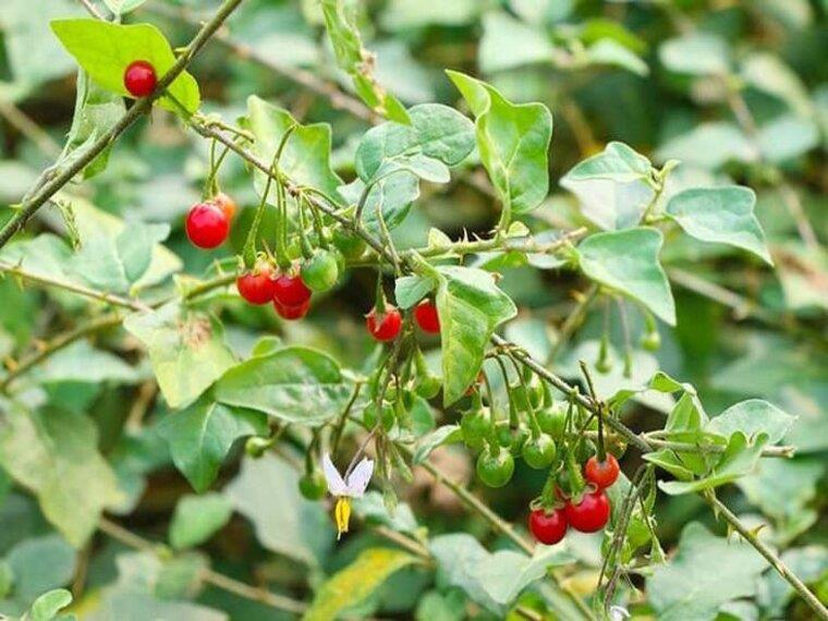 MỘT SỐ BÀI THUỐC ĐƠN GIẢN GIÚP GIẢI ĐỘC GAN
