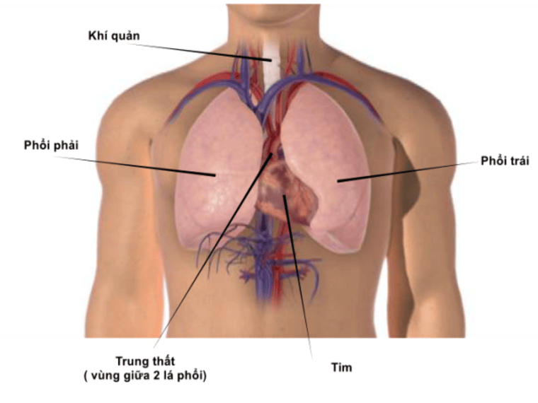 UNG THƯ TRUNG THẤT